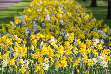 Yellow and white tulips field