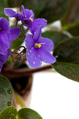 Purple African Violets Flowers Macro. Selective focus.