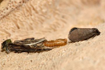 Psyche casta micro moth with exuvium. Moth in the family Psychidae, shortly after hatching.  The adult is seen next to the remains of the chrysalis and larval case