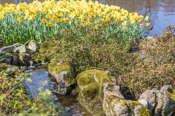 Pond with flowers