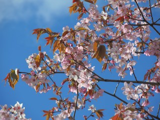 Colourful Spring blossom.