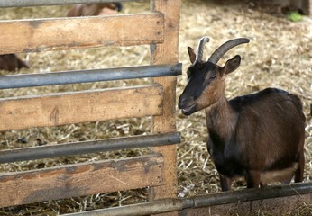 goat in the barn of the farm of breeding goats for cheese produc