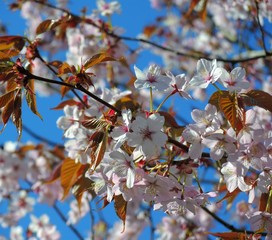 Colourful Spring blossom against a blue sky.