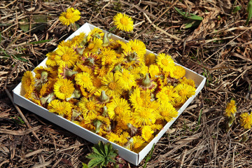 Coltsfoot in a box