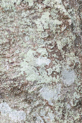 Fototapeta premium Tree bark texture