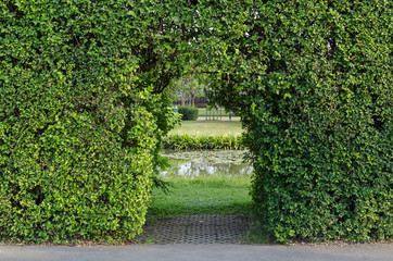 pergola green garden