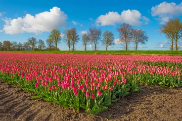 Photo sur Plexiglas Tulipe Tulips in a field in spring  