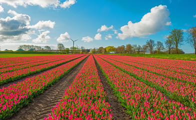 Fototapeta na wymiar Tulips in a field in spring 