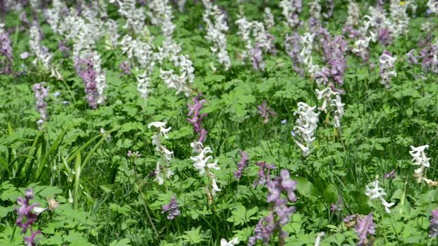 group of corydalis flowers on a meadow. springtime