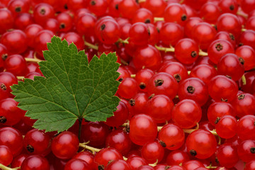 Johannisbeeren