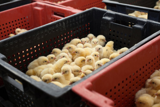 factory for the production of eggs and chickens.