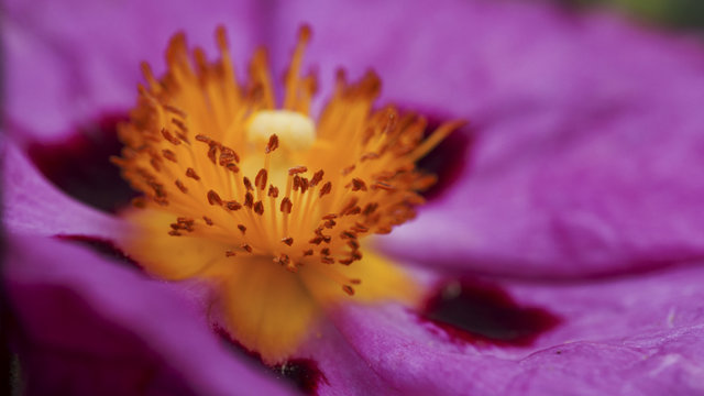 Zistrose (Cistus purpureus) im Botanischen Garten von Chania in Westkreta (Botanical Park of Crete) 