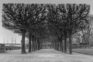 Bäume Allee schwarz weiß