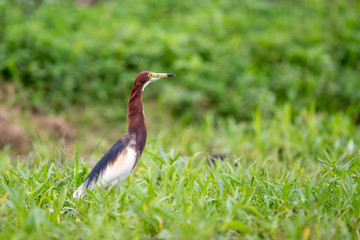 Chinese Pond Heron  (Ardeola bacchus) - Breeding plumage