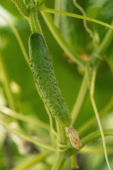 green cucumber on a branch