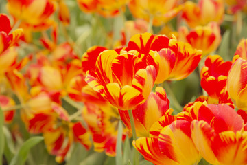 Obraz na płótnie Canvas Garden tulips colorful background texture