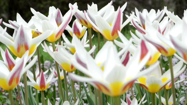 flowerbed of group of white pink tulips moving in the wind.