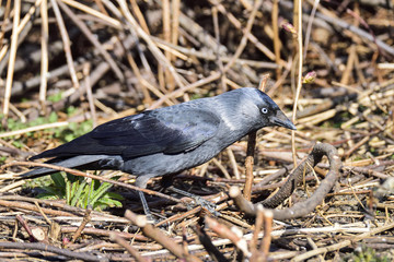 Western jackdaw