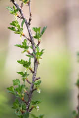 Shoots of gooseberry in the spring