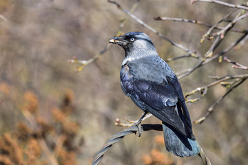 Western jackdaw