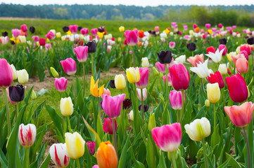 Tulpenblüte