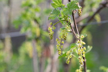 Red currant bud