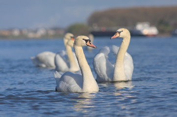 Fototapeta premium Schwäne am Rhein