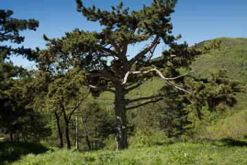 beautiful tree against a blue sky