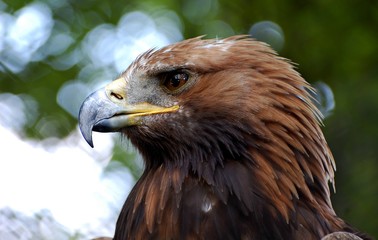 Head of eagle