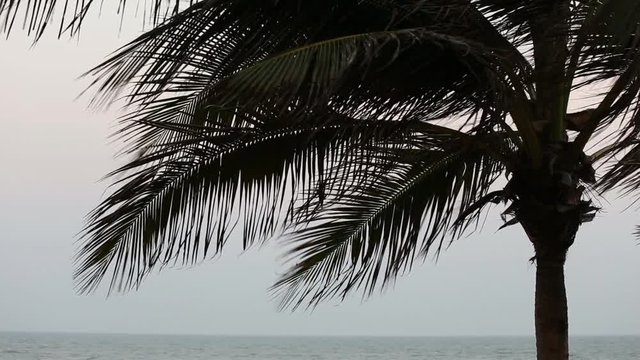strong winds blow through a coconut tree at the beach