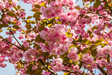 Obraz premium Flowers of the cherry blossoms on a spring day