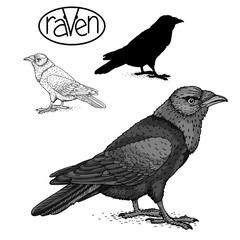 raven black silhouette  set 