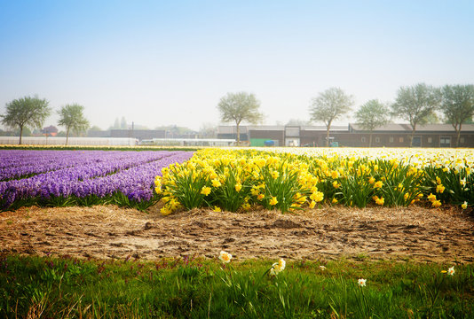 Dutch spring hyacinth flowers field