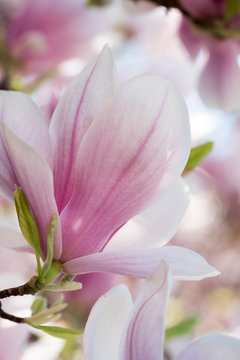 Blossom colorful spring flowers on Magnolia tree