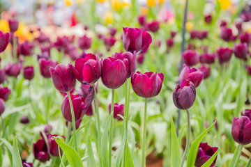 Tulip Ronaldo in field.