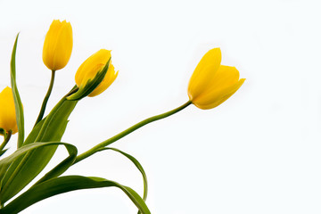 Isolated of yellow tulip