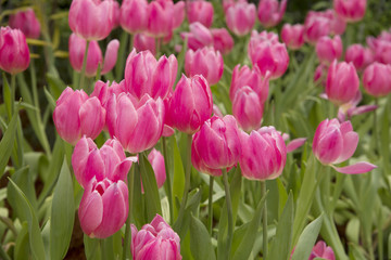 Garden tulips colorful background texture