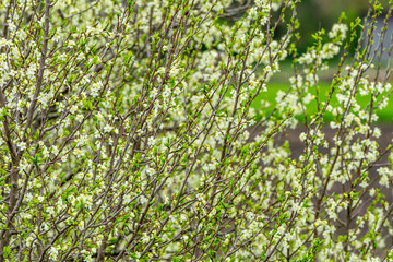 Fresh foliage at spring time