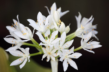 Fototapeta premium brisbane lily flower