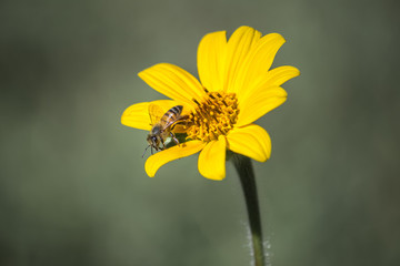 La abeja se va después de comer el polen de la Margarita.