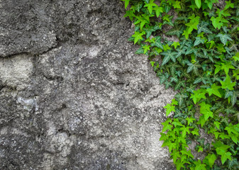 Background of fresh green beautiful ivy