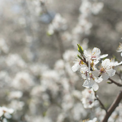 Wild cherry blossom on sunny spring day - background with bokeh blurs - square. 