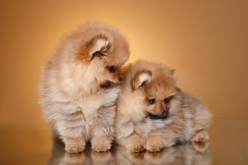Pomeranian puppy on a colored background