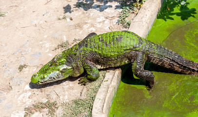 Alligator in farm