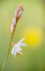 Detail flower Asphodelus