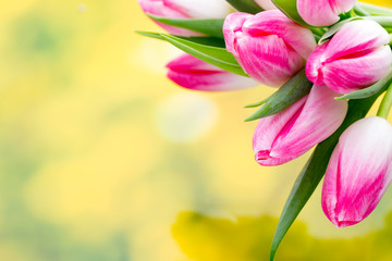 Spring flowers. Tulip bouquet on the bokeh background.