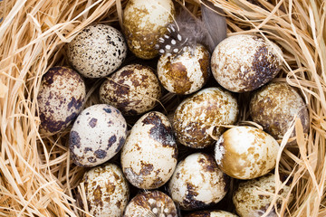 Obraz premium Quail eggs in the nest, a symbol of spring.