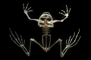 skeleton on a frog