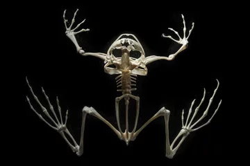 Crédence de cuisine en verre imprimé Grenouille squelette sur une grenouille