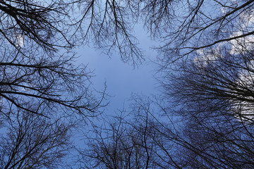 Bäume - Kreisförmige Baumkronen gegen blauen Himmel